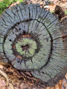 Frans 02 Mandala boomstronk